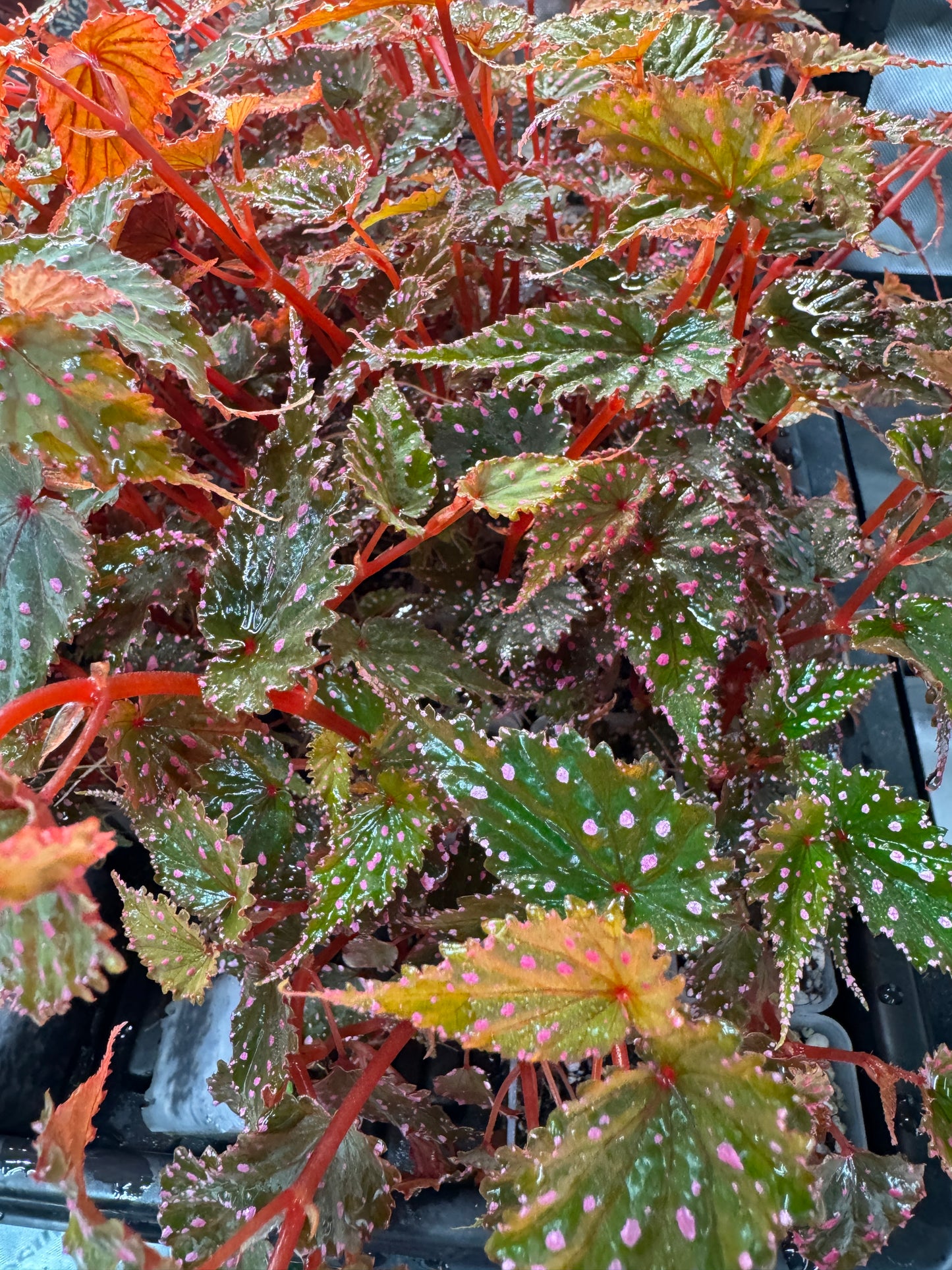Begonia Sp. Gracilicyma