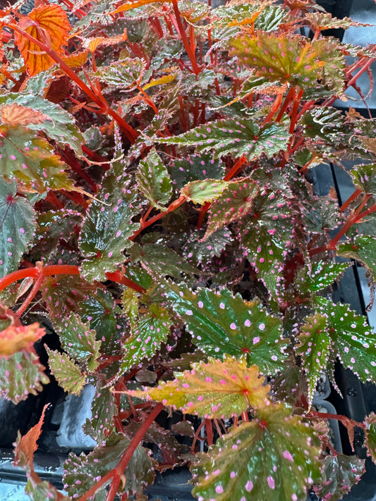 Begonia Sp. Gracilicyma