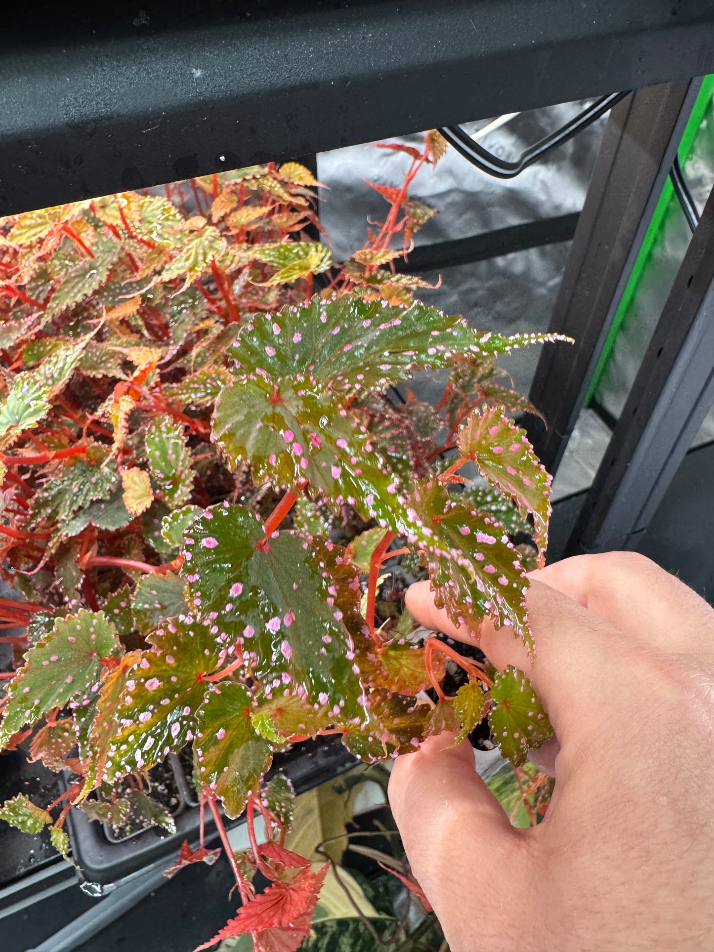 Begonia Sp. Gracilicyma