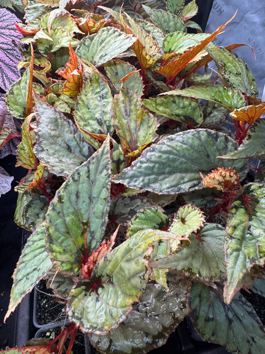 Begonia Lucifer