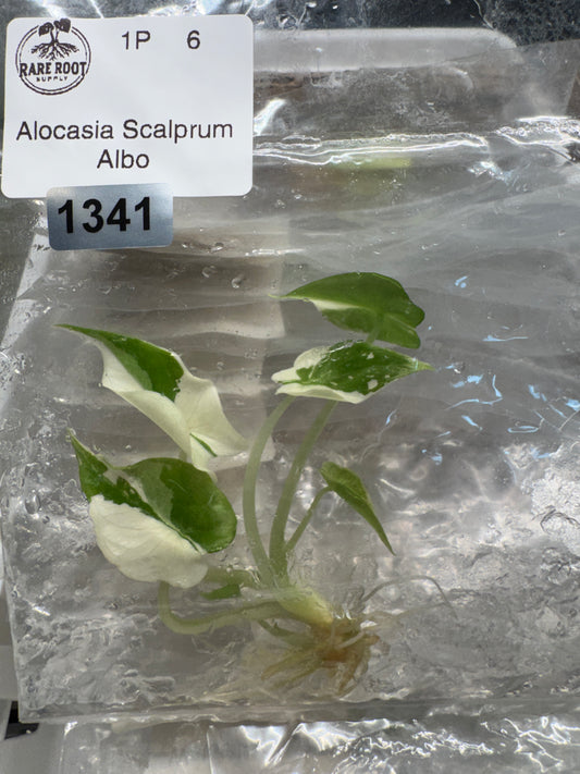 Alocasia Scalprum Albo- Tissue Culture (growers choice)