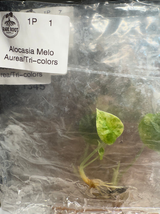 Alocasia Melo Tri Color-Growers Choice