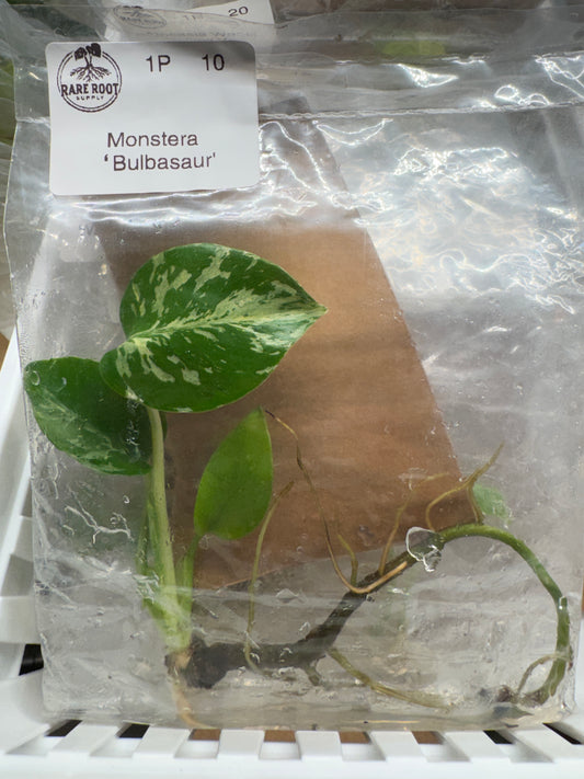 Monstera Bulbasaur Tissue Culture Growers Choice
